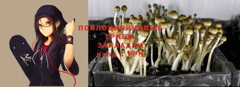 Псилоцибиновые грибы Magic Shrooms  хочу   Буйнакск 